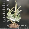 Picea bicolor - Ель Алькокка ; eль двуцветная - Picea bicolor  ;  Picea alcoquiana