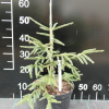 Picea orientalis 'Fasty Gold' - Oriental Spruce - Picea orientalis 'Fasty Gold'