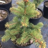 Picea pungens 'Maigold' - Blue spruce - Picea pungens 'Maigold'