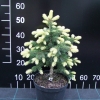 Picea pungens 'Maigold' - Stech-Fichte; Blaufichte - Picea pungens 'Maigold'