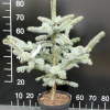 Picea pungens 'Oldenburg' - Colorado Blue Spruce - Picea pungens 'Oldenburg'