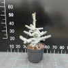 Picea pungens 'Schovenhorst' - Eль колючая - Picea pungens 'Schovenhorst'