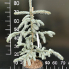 Picea pungens 'Vuyk' - świerk kłujący - Picea pungens 'Vuyk'