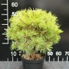 Pinus densiflora 'Low Glow' - сосна густоцветковая - Pinus densiflora 'Low Glow'