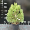 Pinus heldreichii 'Compact Gem' - Schlangenhaut-Kiefer - Pinus heldreichii 'Compact Gem'