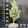 Abies alba 'Pyramidalis' - Säulen-Weißtanne : Pyramiden-Weißtanne - Abies alba 'Pyramidalis'