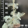 Abies concolor 'Violacea' - Пихта одноцветная - Abies concolor 'Violacea'