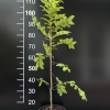 Metasequoia glyptostroboides - metasekwoja chińska - Metasequoia glyptostroboides