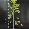 Metasequoia glyptostroboides - Mетасеквойя китайская - Metasequoia glyptostroboides