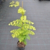 Metasequoia glyptostroboides Goldrush - Mетасеквойя китайская - Metasequoia glyptostroboides Goldrush