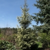 Picea abies 'Finedonensis' - Eль обыкновенная - Picea abies 'Finedonensis'