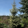 Picea abies 'Finedonensis' - świerk pospolity - Picea abies 'Finedonensis'