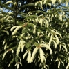 Picea abies 'Finedonensis' - Eль обыкновенная - Picea abies 'Finedonensis'
