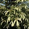 Picea abies 'Finedonensis' - Norway spruce - Picea abies 'Finedonensis'