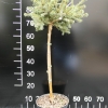 Picea abies 'Maxwellii' - Gemeine Fichte ;  Zapfenfichte Herkunft ; Zapfen-Fichte - Picea abies 'Maxwellii'