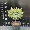 Picea glauca 'Eagle Rock' - Weiß-Fichte - Picea glauca 'Eagle Rock'