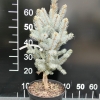 Picea pungens 'Iseli Fastigiate' - Blue Spruce - Picea pungens 'Iseli Fastigiate'