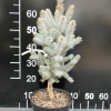 Picea pungens 'Iseli Fastigiate' - Eль колючая - Picea pungens 'Iseli Fastigiate'