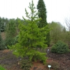 Pinus contorta 'Anna Aurea' - sosna wydmowa - Pinus contorta 'Anna Aurea'