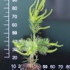 Pinus contorta 'Anna Aurea' - sosna wydmowa - Pinus contorta 'Anna Aurea'