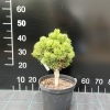 Pinus mugo 'Picobello' - kosodrzewina - Pinus mugo 'Picobello'