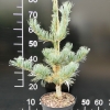 Pinus parviflora Ryu-ju' - Cосна мелкоцветковая - Pinus parviflora 'Ryu-ju'