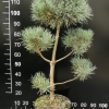 Pinus sylvestris 'Glauca' - sosna zwyczajna - Pinus sylvestris 'Glauca'