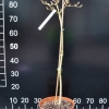 Acer pseudoplatanus 'Spring Gold' - klon jawor - Acer pseudoplatanus 'Spring Gold'