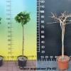 Ginkgo biloba 'Saratoga' - Fächerblattbaum ; Ginkgobaum - Ginkgo biloba  'Saratoga'
