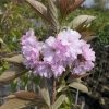 Prunus serrulata 'Amanogawa' - Japanese Flowering Cherry - Prunus serrulata 'Amanogawa'