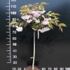 Prunus serrulata 'Shirofugen' - Japanese Flowering Cherry - Prunus serrulata 'Shirofugen' ; Prunus serrulata Fugenzo