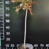 Cotoneaster dielsianus - irga Dielsa - Cotoneaster dielsianus