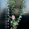 Cornus mas 'Słowianin' - Кизил обыкновенный - Cornus mas 'Słowianin'