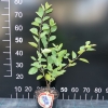 Amelanchier alnifolia Martin - Serviceberry ; Saskatoon - Amelanchier alnifolia Martin