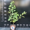 Amelanchier arborea Robin Hill - Ирга древовидная - Amelanchier arborea Robin Hill