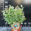 Alvar PBR - Halfhigh Blueberry - Alvar PBR - Vaccinium angustifolium x Vaccinium corymbosum