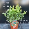 Jorma PBR - Halfhigh Blueberry - Jorma PBR - Vaccinium  angustifolium x Vaccinium corymbosum