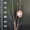 Judy - magnolia - Magnolia Judy