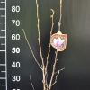 x loebneri 'Leonard Messel' - Loebner Magnolie - Magnolia x loebneri 'Leonard Messel'