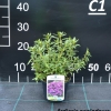 Azurwolke - Różanecznik miniaturowy - Azurwolke - Rhododendron hybridum