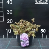 Buchlovice lapponicum - Różanecznik miniaturowy - Buchlovice lapponicum - Rhododendron