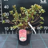 Katja - Azalia japońska - Katja - Rhododendron; Azalea japonica