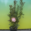 Chanel - Azalia wielkokwiatowa - Chanel - Rhododendron (Azalea)