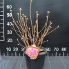 Feuerwerk - Azalia wielkokwiatowa - Feuerwerk - Rhododendron (Azalea)