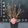 Mandarin Lights - Azalea - Mandarin Lights - Rhododendron (Azalea)