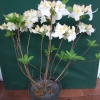 Silver Slipper - Azalea - Silver Slipper - Rhododendron (Azalea)