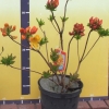 Sunte Nectarine - Azalea - Sunte Nectarine - Rhododendron (Azalea)
