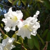 Rhododendron hemsleyanum - Rhododendron hemsleyanum