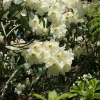 Inamorata - Рододендрон Гибридный - Inamorata - Rhododendron hybridum