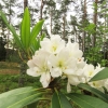 Lumotar - Rhododendren Hybride - Lumotar - Rhododendron hybridum